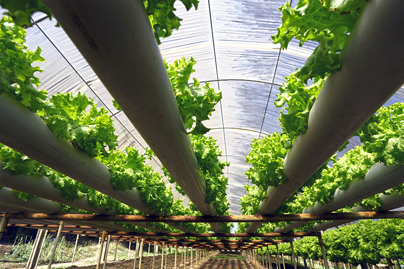 transform peel agricultural innovation