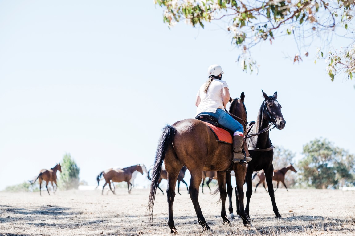 Jarrahdale Equestrian Centre Celebrating our equine community